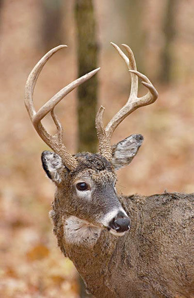 deer.jpg
